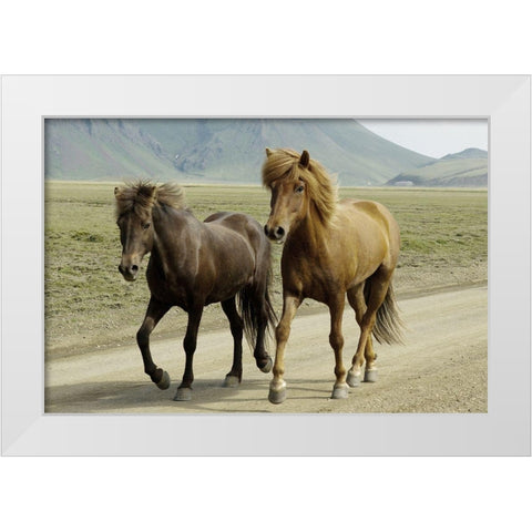 Buddy Gallop White Modern Wood Framed Art Print by Prime, Marcus