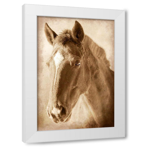Wild Stallion 1 White Modern Wood Framed Art Print by Prime, Marcus
