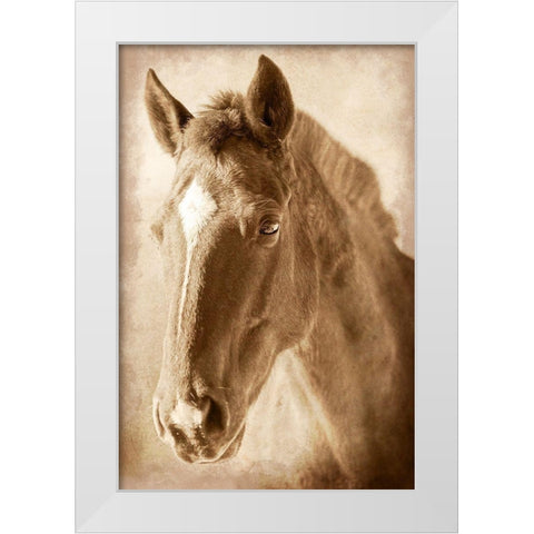 Wild Stallion 1 White Modern Wood Framed Art Print by Prime, Marcus