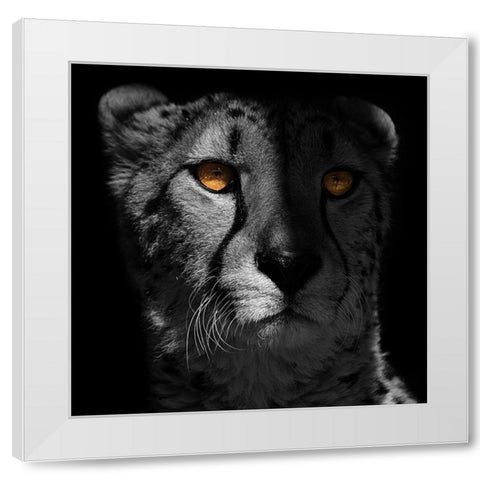 Glaring Gaze 1 White Modern Wood Framed Art Print by Prime, Marcus