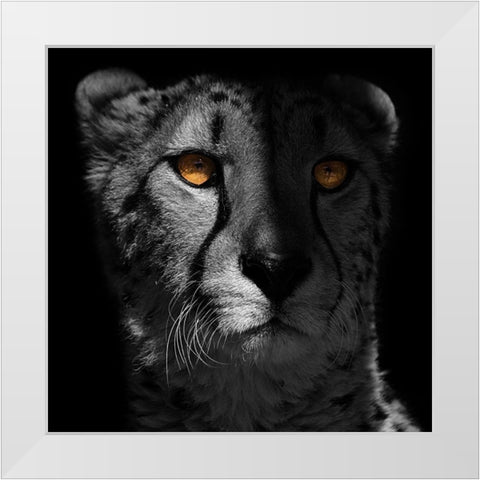 Glaring Gaze 1 White Modern Wood Framed Art Print by Prime, Marcus
