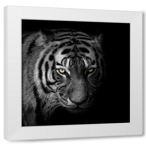 Glaring Gaze 2 White Modern Wood Framed Art Print by Prime, Marcus