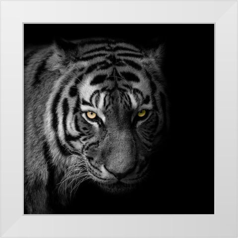 Glaring Gaze 2 White Modern Wood Framed Art Print by Prime, Marcus
