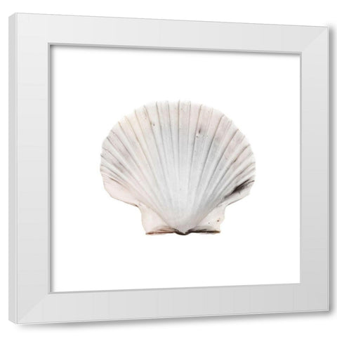 Calming Shell 2 White Modern Wood Framed Art Print by Prime, Marcus