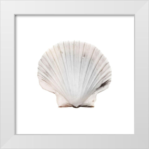 Calming Shell 2 White Modern Wood Framed Art Print by Prime, Marcus