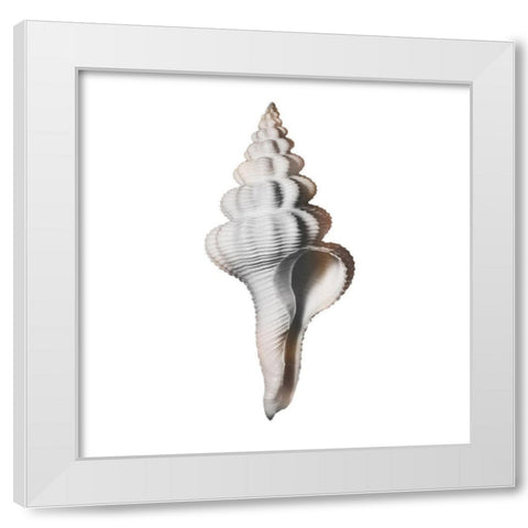 Calming Spiral Shell 2 White Modern Wood Framed Art Print by Prime, Marcus