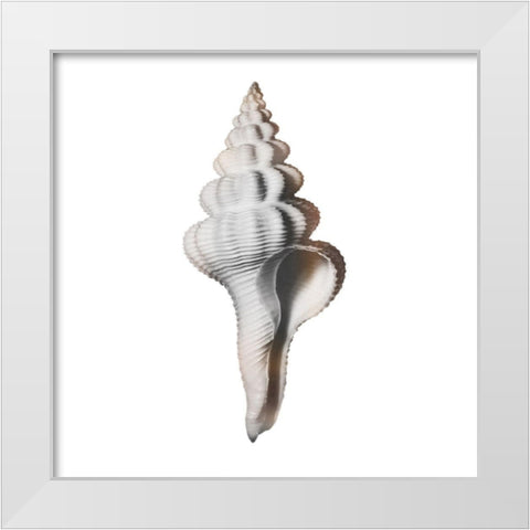 Calming Spiral Shell 2 White Modern Wood Framed Art Print by Prime, Marcus