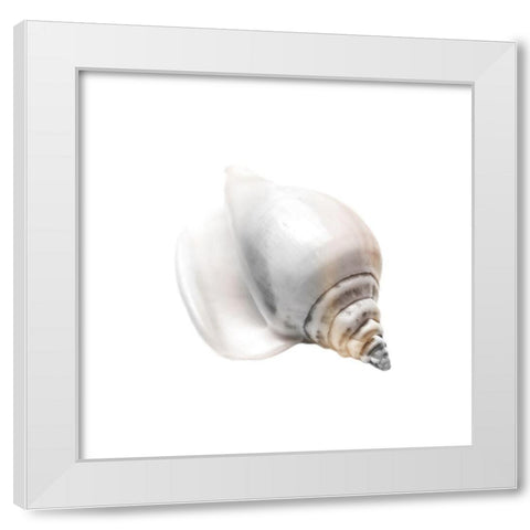 Calming Nautilus Shell 2 White Modern Wood Framed Art Print by Prime, Marcus