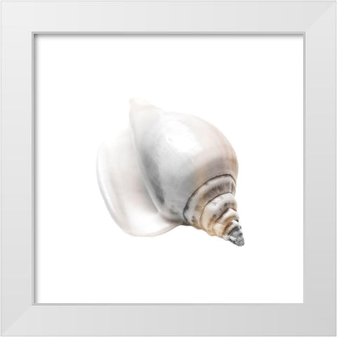 Calming Nautilus Shell 2 White Modern Wood Framed Art Print by Prime, Marcus