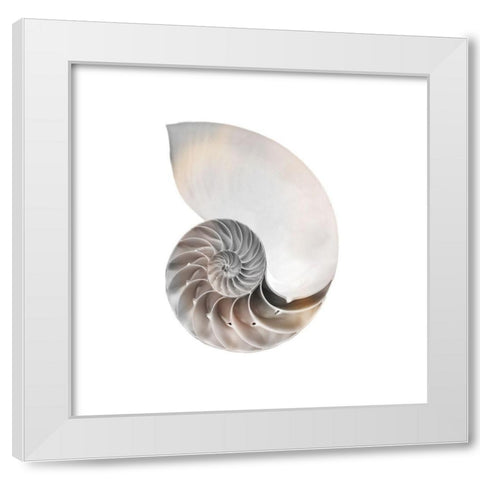 Calming Spiral Shell 2 White Modern Wood Framed Art Print by Prime, Marcus