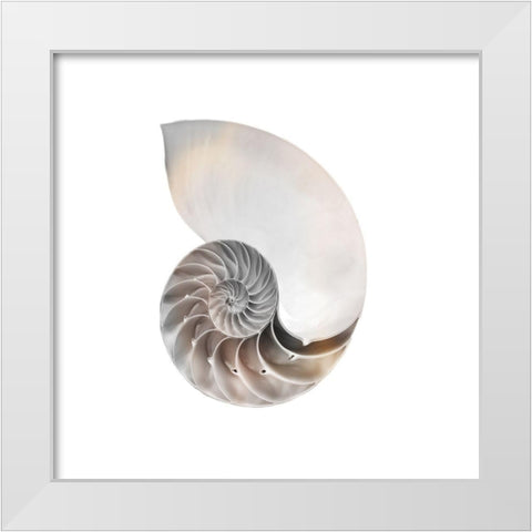 Calming Spiral Shell 2 White Modern Wood Framed Art Print by Prime, Marcus