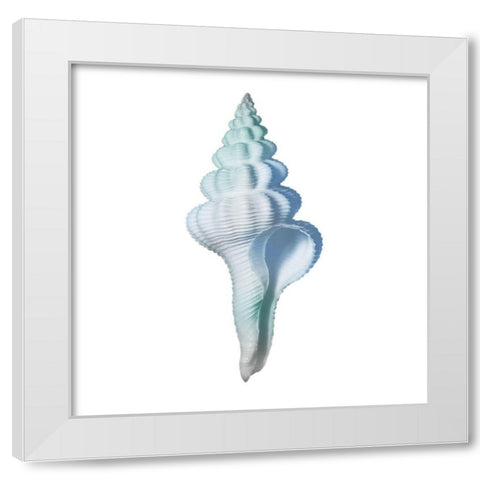 Seaside Shell 2 White Modern Wood Framed Art Print by Prime, Marcus