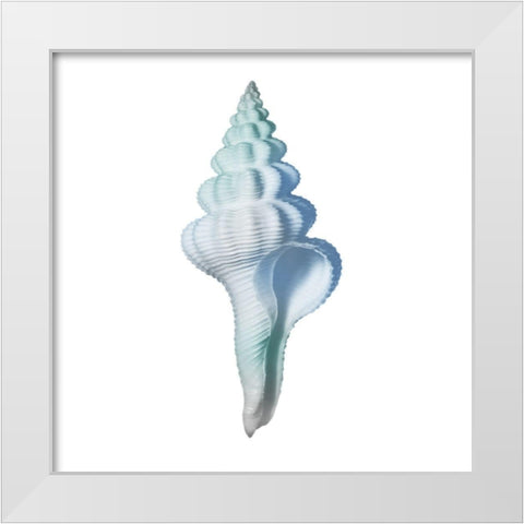 Seaside Shell 2 White Modern Wood Framed Art Print by Prime, Marcus