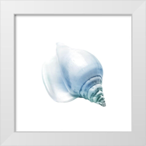 Seaside Shell 3 White Modern Wood Framed Art Print by Prime, Marcus