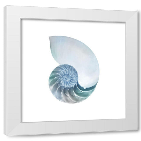 Seaside Shell 4 White Modern Wood Framed Art Print by Prime, Marcus