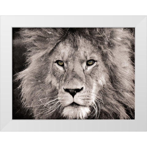 Lion Look White Modern Wood Framed Art Print by Villa, Mlli