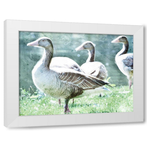 Goose Crew White Modern Wood Framed Art Print by Villa, Mlli