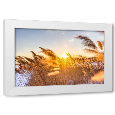Marsh Grass White Modern Wood Framed Art Print by Orlando