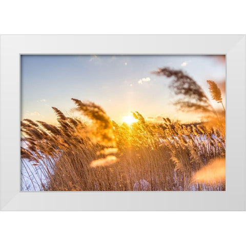 Marsh Grass White Modern Wood Framed Art Print by Orlando