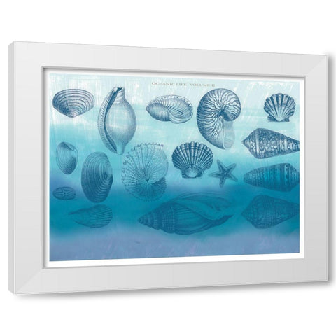 Watercolor Coast Shells 2 White Modern Wood Framed Art Print by Allen, Candace