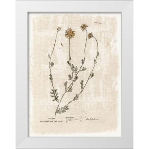 Farmhouse Flower 1 White Modern Wood Framed Art Print by Lula Bijoux and Company