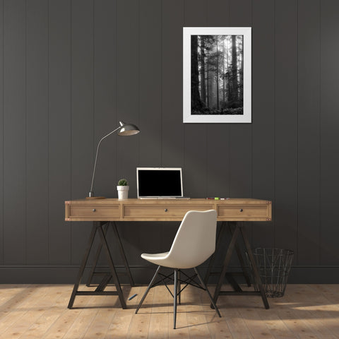 North Coast Redwoods BW White Modern Wood Framed Art Print by Poinski, Dianne