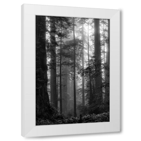 North Coast Redwoods BW White Modern Wood Framed Art Print by Poinski, Dianne