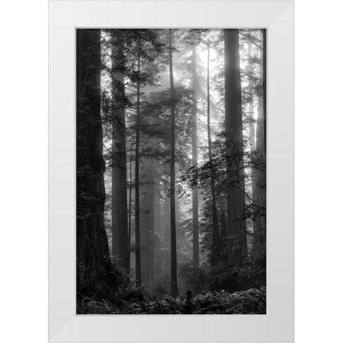 North Coast Redwoods BW White Modern Wood Framed Art Print by Poinski, Dianne