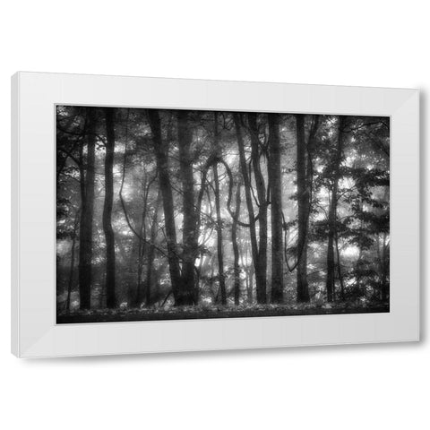 Into the Woods 2 BW White Modern Wood Framed Art Print by Poinski, Dianne