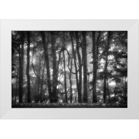 Into the Woods 2 BW White Modern Wood Framed Art Print by Poinski, Dianne
