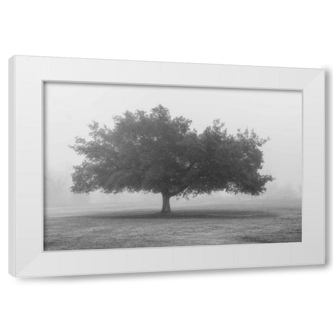 Trees in Fog BW White Modern Wood Framed Art Print by Poinski, Dianne