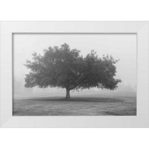Trees in Fog BW White Modern Wood Framed Art Print by Poinski, Dianne
