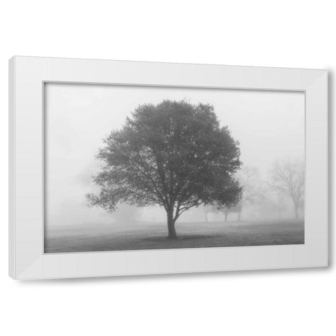 Trees in Fog BW White Modern Wood Framed Art Print by Poinski, Dianne