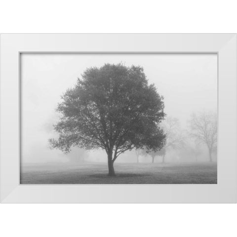 Trees in Fog BW White Modern Wood Framed Art Print by Poinski, Dianne