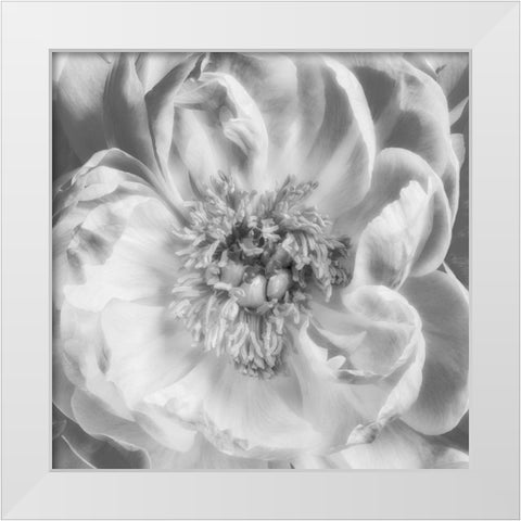 Blooming Intellect 3 White Modern Wood Framed Art Print by Poinski, Dianne
