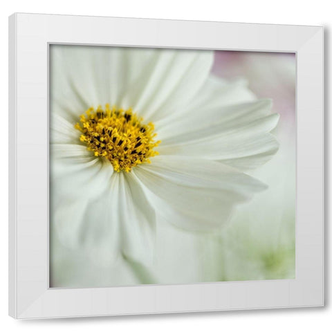 White Cosmos White Modern Wood Framed Art Print by Poinski, Dianne