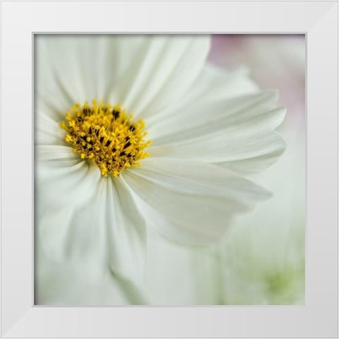 White Cosmos White Modern Wood Framed Art Print by Poinski, Dianne