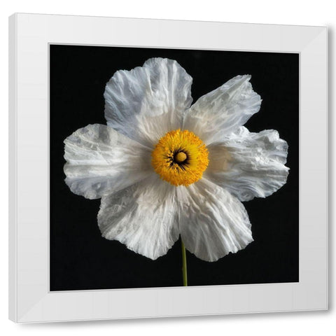 Matilija Poppy White Modern Wood Framed Art Print by Poinski, Dianne