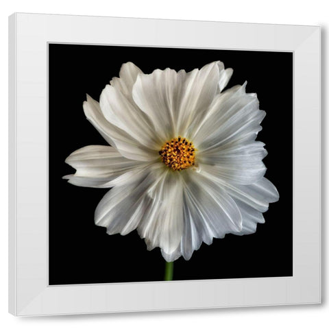 Daisy White 1 White Modern Wood Framed Art Print by Poinski, Dianne
