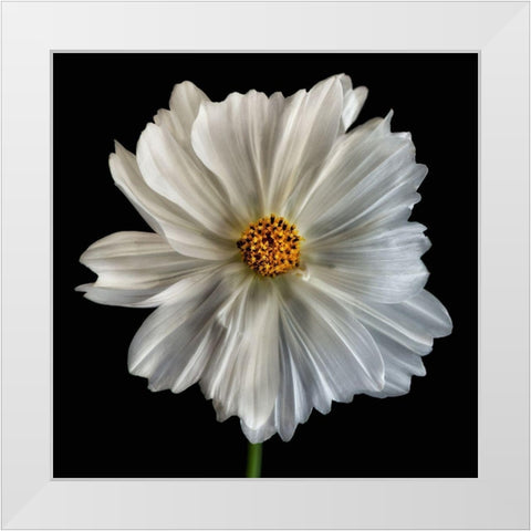 Daisy White 1 White Modern Wood Framed Art Print by Poinski, Dianne