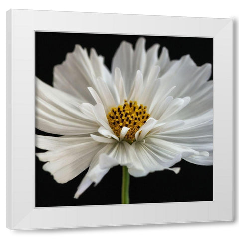Daisy White 2 White Modern Wood Framed Art Print by Poinski, Dianne