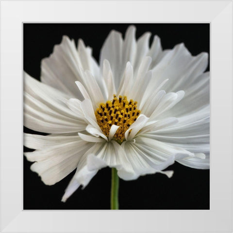 Daisy White 2 White Modern Wood Framed Art Print by Poinski, Dianne