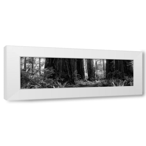 Redwoods White Modern Wood Framed Art Print by Rowland, Joseph