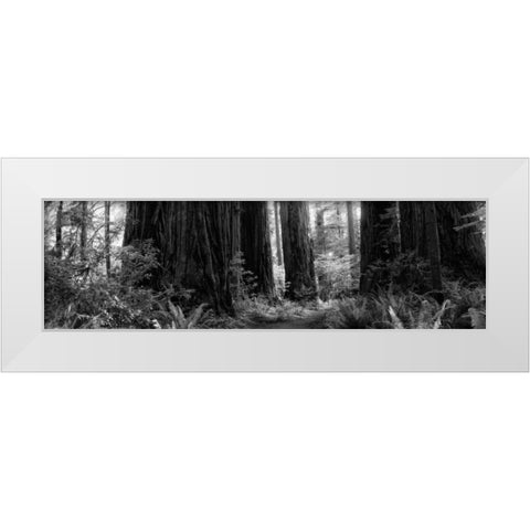 Redwoods White Modern Wood Framed Art Print by Rowland, Joseph