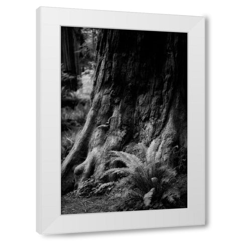 Ancient Trunk White Modern Wood Framed Art Print by Rowland, Joseph