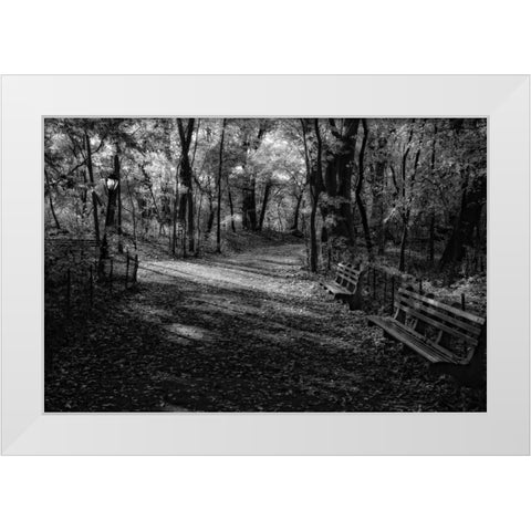 Quiet Path White Modern Wood Framed Art Print by Rowland, Joseph