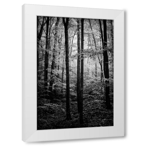 Grove White Modern Wood Framed Art Print by Rowland, Joseph