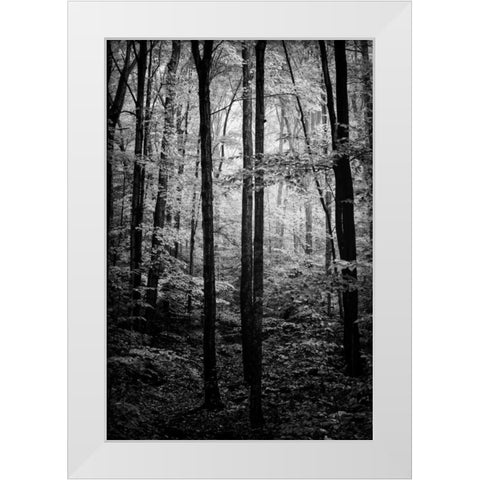Grove White Modern Wood Framed Art Print by Rowland, Joseph