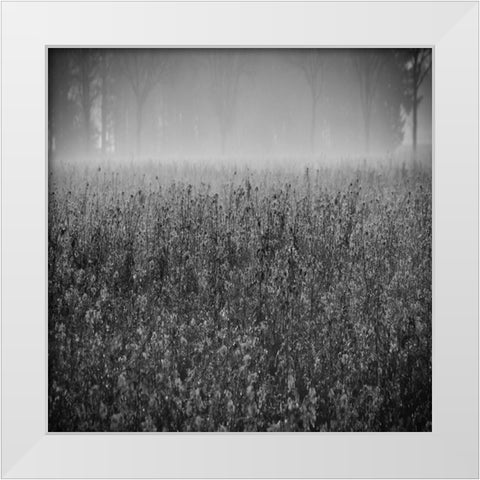 Wild Flower Field White Modern Wood Framed Art Print by Lewis, Sheldon
