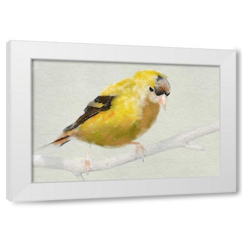 Goldfinch White Modern Wood Framed Art Print by Butcher, Sarah